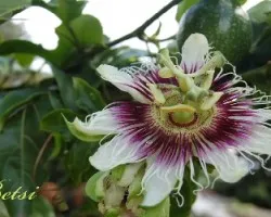 Flor del Maracuya