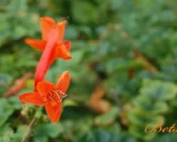 2 Flores