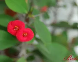 Rojas