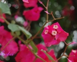 Flores