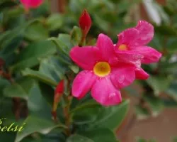 Flor