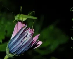 Flor y saltamontes