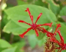 Flor Estrellada