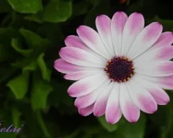 Puntas Lila