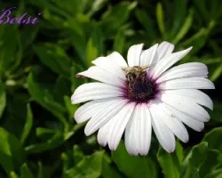 Flor y Abeja