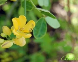 Flor del Barranco de La Ballena