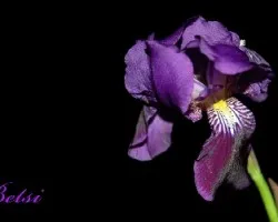  Flor Lila