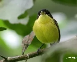 Espatulilla Com?n