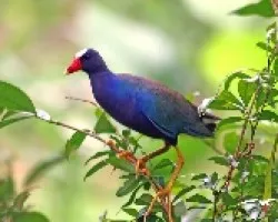 Gallareta Morada