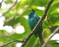 Chlorophanes spiza