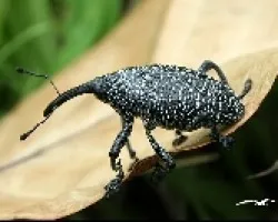 Escarabajo