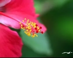 Amapola
