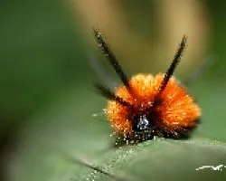 Gusano