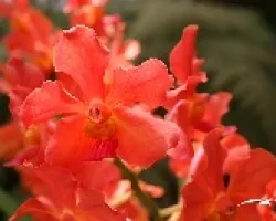 Orquidea