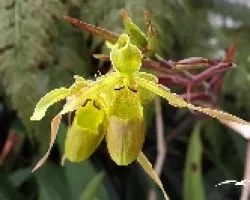 Orquidea