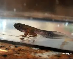 Agalychnis annae
