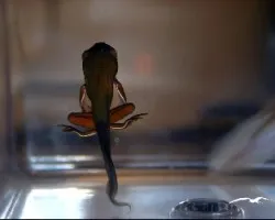 Agalychnis annae