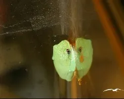 Agalychnis annae
