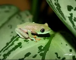 Agalychnis annae