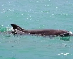 Delfin hocico de botella