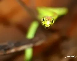 Bejuquilla