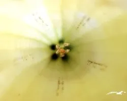 Amapola