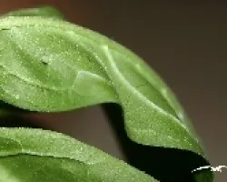 Danaus plexippus