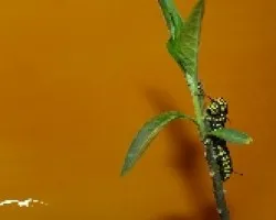 Danaus plexippus