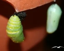 Danaus plexippus