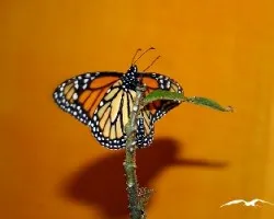 Danaus plexippus