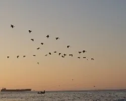 Bandada Pelicanos