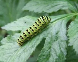 Larva