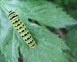 Larva