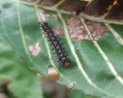 Larva 2