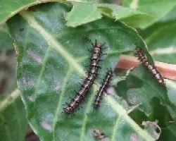 Larva 2