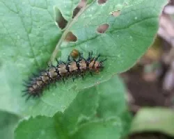 Larva 2