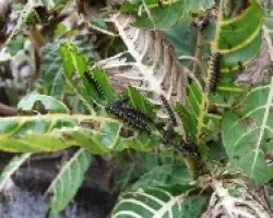 Larva 2