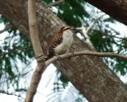 Campylorhynchus rufinucha