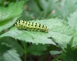 Oruga