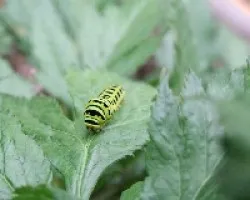 Oruga