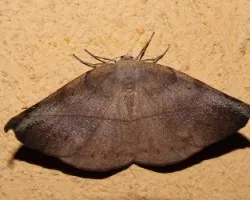 Polilla