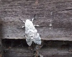 Polilla Leopardo1