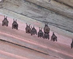 Murcielagos