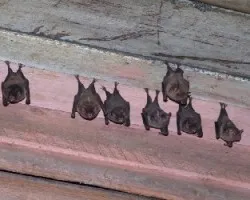 Murcielagos1