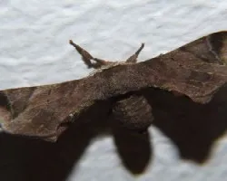 Polilla