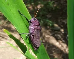 Giant Red-winged Grasshopper