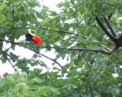 Pajaro Manudo