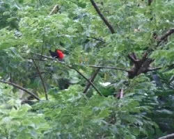 Pajaro Manudo