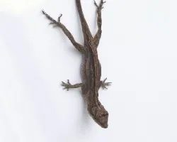 Lagartija