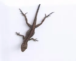 Lagartija1